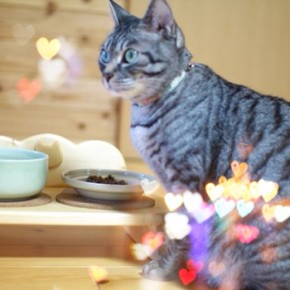 パン食のワンコさま