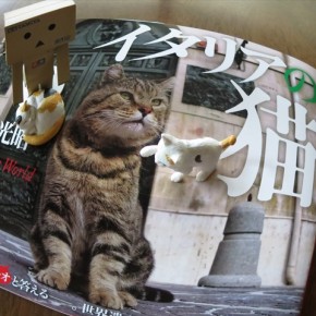 イタリアの猫