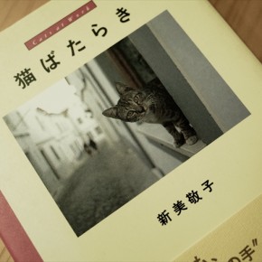 猫ばたらき　新美敬子