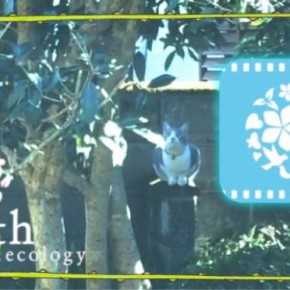earth film
