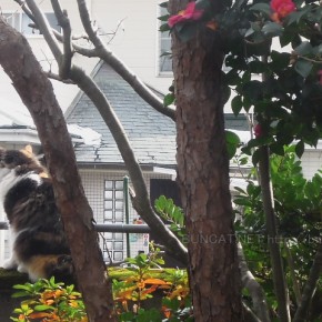 完全敷地内飼育推奨の話からいろいろ...