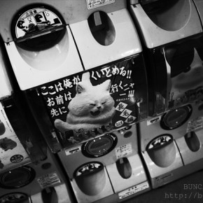 モノクロで黒猫を撮りたいけれど