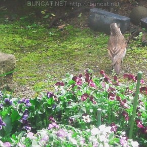 【銀河帝国軍】野鳥の会
