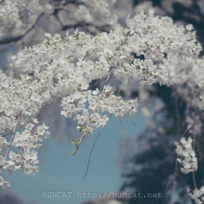 糸桜 2015