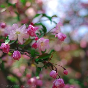 玉ぼける花海棠 2015