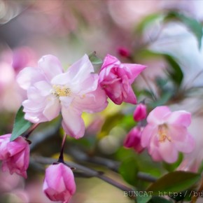シロップ漬けの花海棠フォト