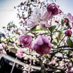 花を撮るのにレンズで遊ぶ