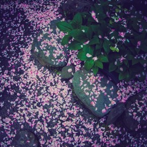 花海棠　ビフォー&アフター