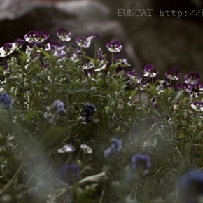 春の花壇も終わり 2015