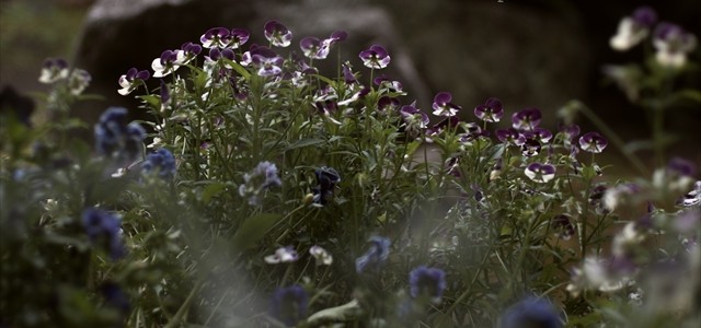 春の花壇も終わり 2015 春の花壇も終わり 2015