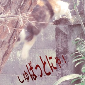 SUMMER FLYING CAT