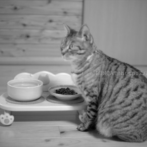 猫のお食事台と専属お給仕マシン
