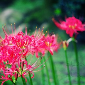 曼珠沙華（カスタムイメージ考察）