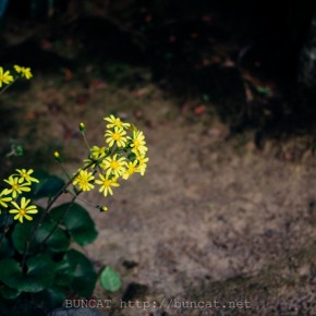 石蕗 2015