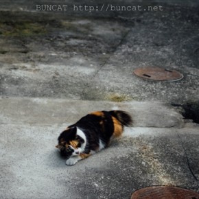 地球の音を聴く猫さん