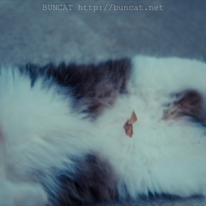 他所様の猫にも尽くす気質