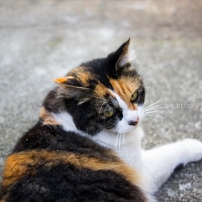 毎月3日は三毛猫祭らしい