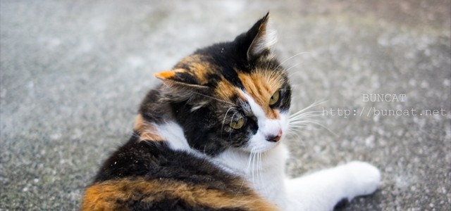 毎月3日は三毛猫祭らしい 毎月3日は三毛猫祭らしい