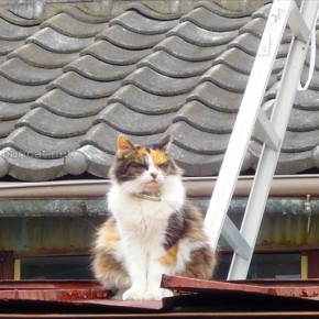 赤いトタン屋根の猫