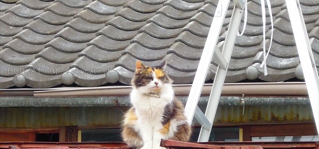 赤いトタン屋根の猫 赤いトタン屋根の猫