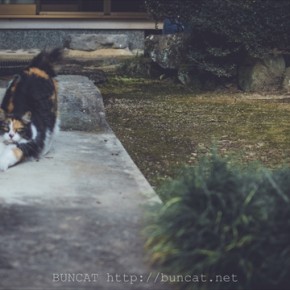 のびのび猫さんストレッチ