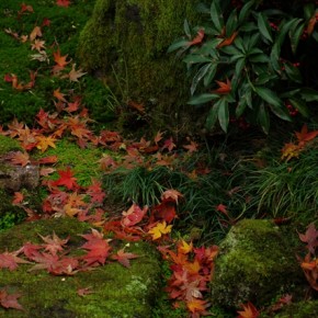 散り敷く紅葉 2015