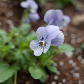 春のための花
