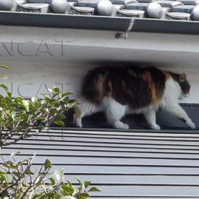 白黒さんとミケちゃんの体格比較