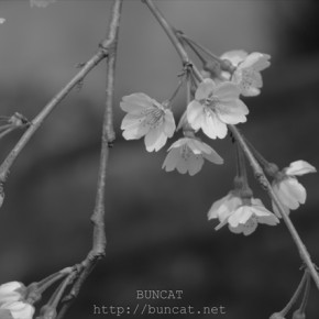 SAKURA 2016