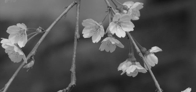 SAKURA 2016 SAKURA 2016
