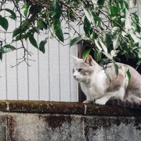 灰白氏の冷ややかな一瞥。猫彼女には甘いのに。