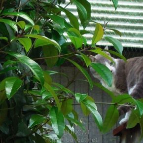 日向の花と日陰の猫（ほぼ同時刻）