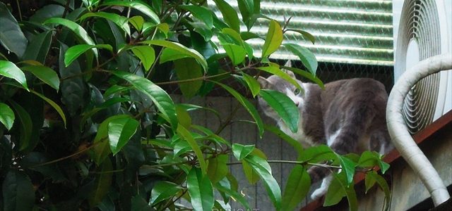 日向の花と日陰の猫(ほぼ同時刻) 日向の花と日陰の猫(ほぼ同時刻)