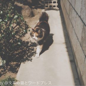 ボブテイル未満という気もする
