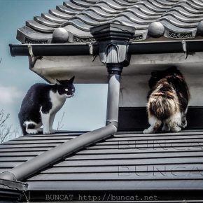 猫パラダイス万歳