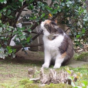 バードウォッチング猫
