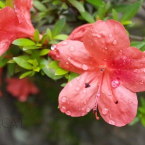 雨粒と花