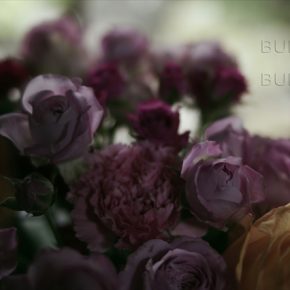 薔薇を明暗わけて撮ってみる