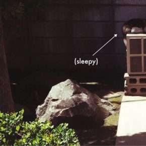猫さんはドライな挨拶