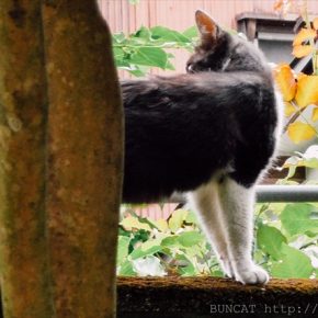 猫の身体能力（柔軟性）