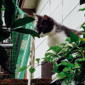 猫の喧嘩の仲裁をする