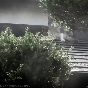 びっくりぽんで固まる猫さん