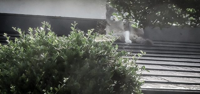 びっくりぽんで固まる猫さん びっくりぽんで固まる猫さん