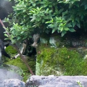 潜入捜査猫