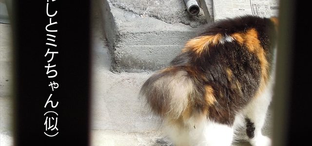たわしとミケちゃんコラボ たわしとミケちゃんコラボ