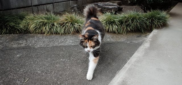 にゃーーーー(挨拶していきなさい)と言われる にゃーーーー(挨拶していきなさい)と言われる
