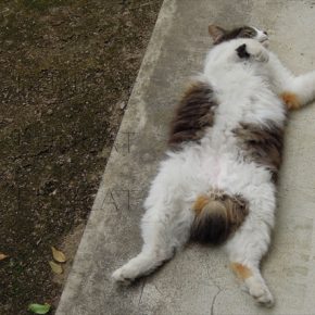 猛暑に飽きた2016