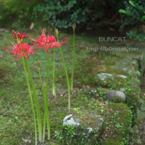 気温計があるのかしら彼岸花