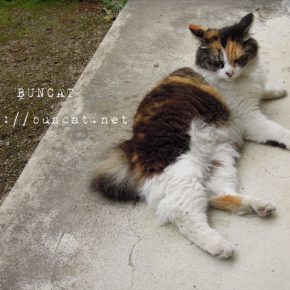 猫の機嫌の変動は、山の天候より急激