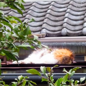 熟睡する三毛猫さん